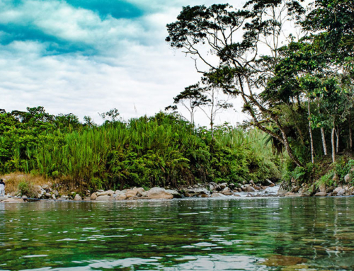 ECUADORIAN AMAZON